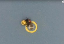 Και όμως, οι μέλισσες παίζουν ποδόσφαιρο! (Βίντεο)