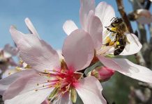 Μελισσοκομικοί χειρισμοί Μαρτίου