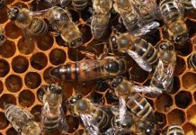 Η μέθοδος Αλεξάντερ