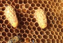 Παραφυάδες με την μέθοδο της Βεντάλιας (Αύξηση μελισσοκομείου χωρίς μετακινήσεις)