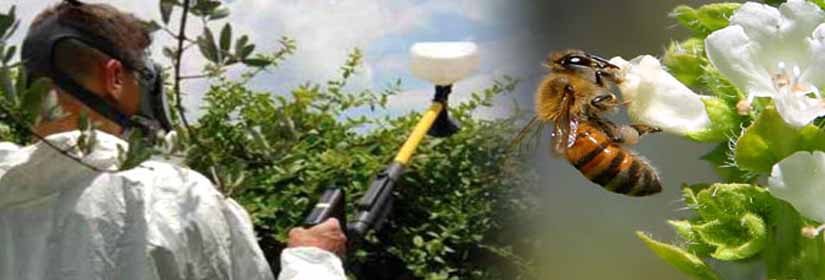 neonikotinoeidi-fitofarmaka-melisses