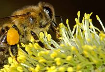 Η παραγωγή της γύρης