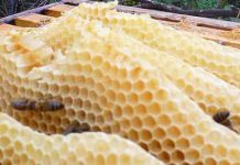 Παράγοντες που επηρεάζουν την παραγωγή κεριού και ικανότητα των μελισσιών να χτίζουν γρήγορα και καλά