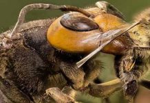 30 σφήκες επιτίθενται σε 30.000 μέλισσες (βίντεο)