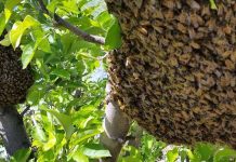 Η σμηνουργία των μελισσών