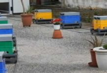 Χρήση διαφορετικών μεθόδων για ελεγχόμενες συζεύξεις των βασιλισσών μελισσών (Φ.Χατζήνα)