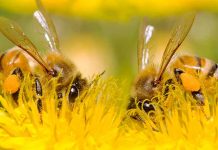 Η συμπεριφορά της εργάτριας μέλισσας κατά τη συλλογή τροφής