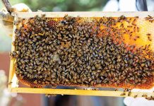 2ο Πανελλήνιο Συνέδριο Επαγγελματικής Μελισσοκομίας στα Ιωάννινα