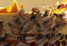 Ενισχύσεις 5,4 εκατ. για τρεις δράσεις της μελισσοκομίας