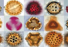 Γυρεολογικός Άτλας κατά νοθείας μελιού στην Κύπρο