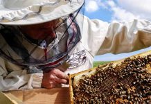 Προσοχή! Επιτήδειοι εξαπατούν μελισσοκόμους στα Χανιά