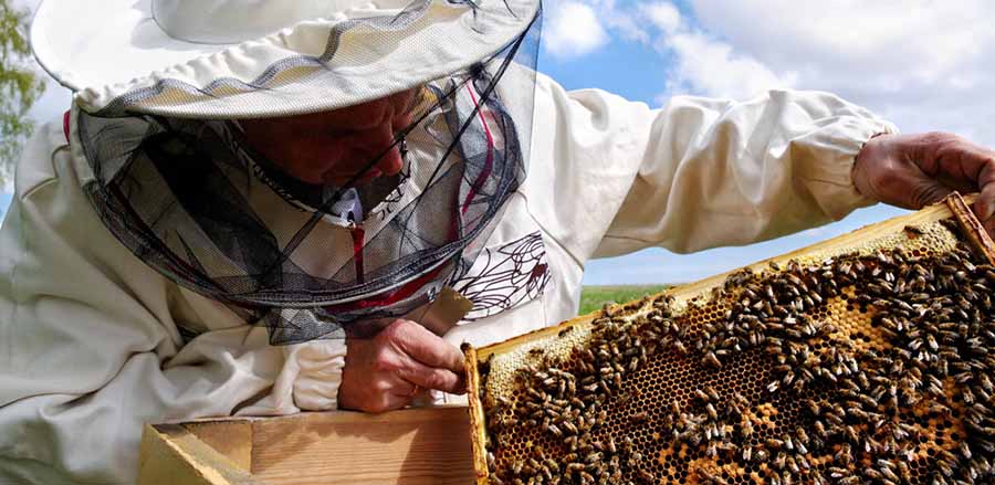 Working apiarist and frame with bees.