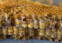 Μελισσόψωμο