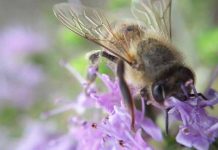 Λέων Τολστόι: Ο σκοπός της μέλισσας