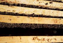 Η προετοιμασία των μελισσιών για τον χειμώνα