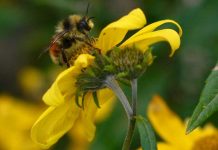 Η κλιματική αλλαγή αποτελεί μείζονα απειλή για τις μέλισσες σύμφωνα με μια νέα μελέτη