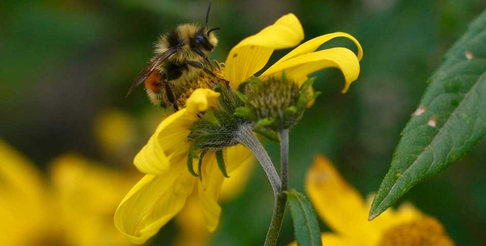 erevna-melisses-klimatiki-allagi