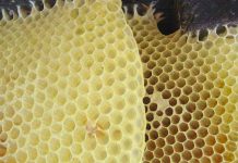 Πόσο επηρεάζουν τα φύλλα κηρήθρας την παραγωγικότητα του μελισσιού;