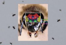 Πώς οι μέλισσες βρίσκουν το δρόμο για να γυρίσουν στην κυψέλη τους & γιατί τα φυτοφάρμακα τις αποπροσανατολίζουν