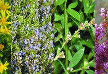 Γυρεοφόρα μελισσοκομικά φυτά του φθινοπώρου