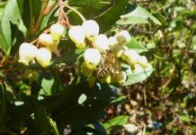 Η ανθοφορία της κουμαριάς