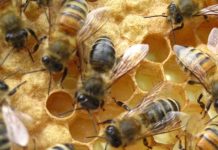 Χανιά Αλληλοδιδακτικός Κύκλος Γεωργίας με θέμα την Μελισσοκομία στη Δ. Κρήτη από την Terra Verde
