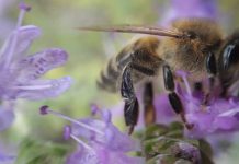 Δυτική Κρήτη: H στρεβλή ανάπτυξη διώχνει τις μέλισσες