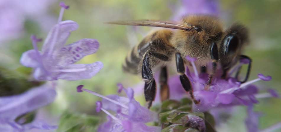 strevli-anaptiksi-dioxnei-tis-melisses