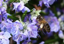 Μελισσοκομικά φυτά από την Περιφέρεια στους μελισσοκόμους της Σάμου