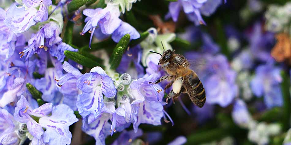 melissokomika-fyta-samos