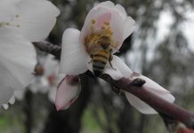 Δεύτερο μελισσοκομικό πάρκο στην Κύπρο