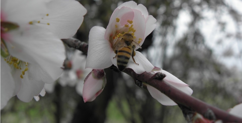 melissokomiko-parko-kypros