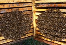 Η Διαχείμαση των Μελισσών