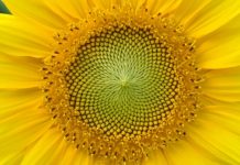 Οι αριθμοί Fibonacci στα φυτά