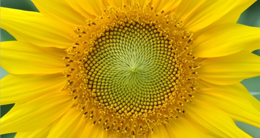 suflower-fibonacci-