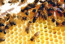 Διημερίδα μελισσοκομίας στην Ρόδο (24 & 25 Φεβρουαρίου 2018)