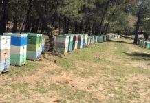 Κρήτη: «Βουλιάζουν» τους μελισσοκόμους οι ελληνοποιήσεις