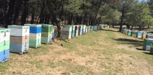 kriti-vouliazoun-tous-melissokomous-oi-ellinopoihseis