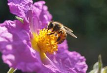 Διημερίδα Μελισσοκομικού Συλλόγου Θεσσαλονίκης