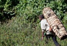 Οι τελευταίοι μελισσοκόμοι του δάσους Αρέννα της Αιθιοπίας