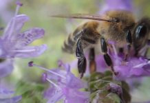 Το θυμάρι, που κάνει το Κυθηραϊκό μέλι μοναδικό, υποχωρεί και κινδυνεύει