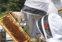 Καθορίστηκε το περιεχόμενο της δράσης Εκπαίδευσης Μελισσοκόμων, υποχρεωτική η εκπαίδευση στην τυποποίηση και σήμανση μελιών