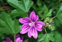 Μολόχα (Malva silvestris)