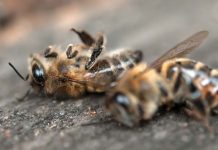 Νεονικοτινοειδή: επιβεβαιώνονται οι κίνδυνοι για τις μέλισσες