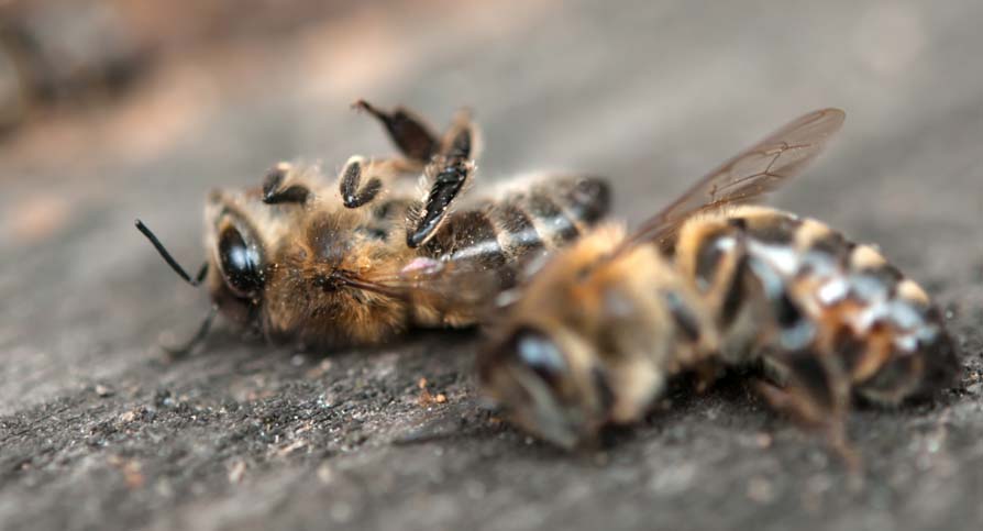 neonikotinoeidi-skotonoun-tis-melisses