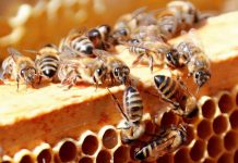 Οι μέλισσες «κρύβουν» μυστικά λειτουργίας του ανθρώπινου εγκεφάλου
