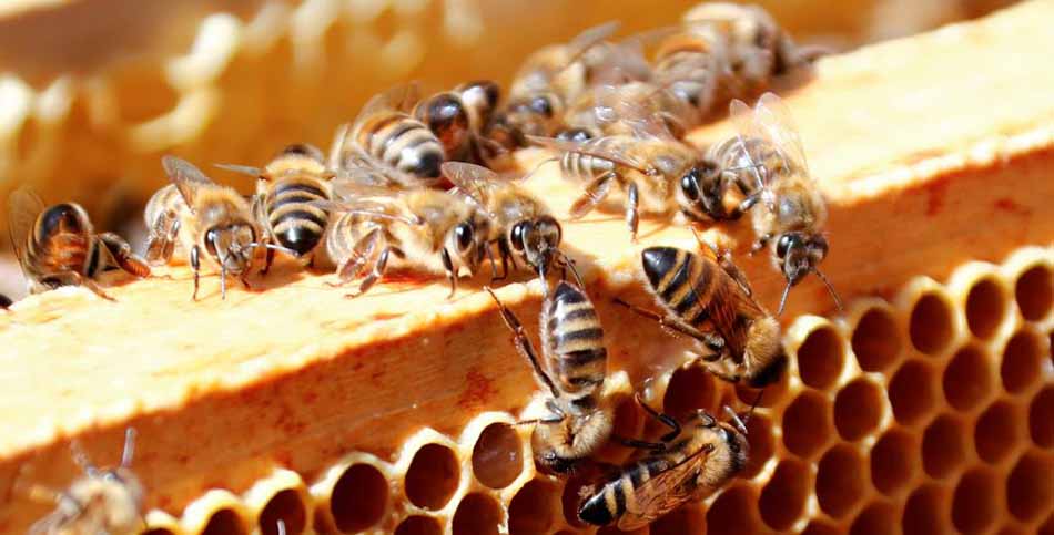 melisses-mistika-anthropinou-egkefalou