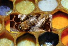 Η ζωή της μέλισσας, τα προϊόντα της και η σχέση της με το περιβάλλον (2 Βίντεο απο το Γ.Π.Α.)