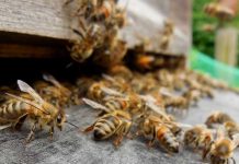 Ορθές πρακτικές για την προστασία των μελισσών κατά την διάρκεια ψεκασμών με γεωργικά φάρμακα (ΠΕ Κεφαλληνίας)