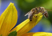 Τρεις εκδηλώσεις για το μέλι και την μελισσοκομία στην Αττική στις 19, 20 και 22 Μαΐου